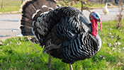 Turkey Jigsaw Puzzle