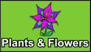 Plants & Flowers
