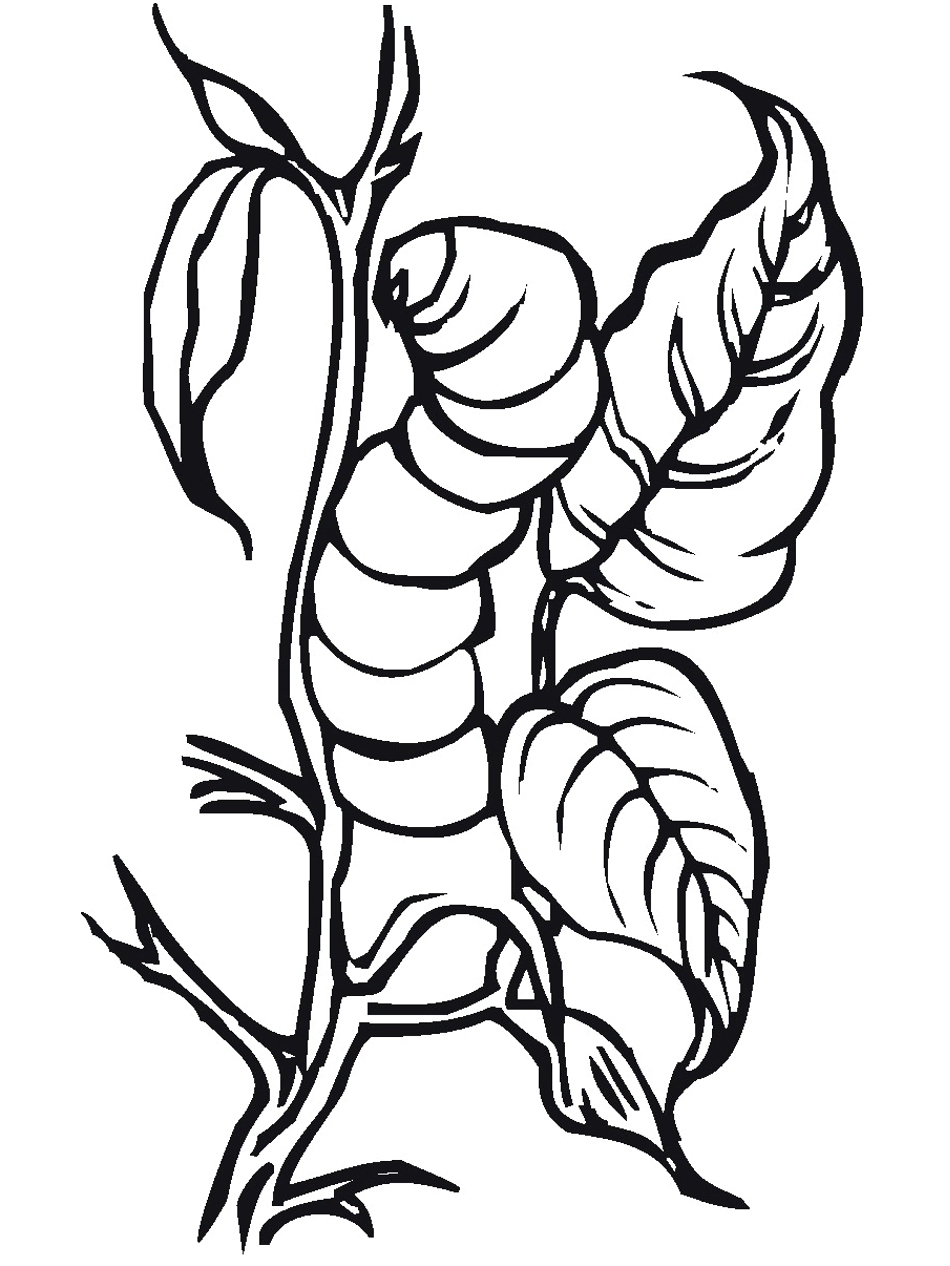 Bug & Insect Coloring Pages 