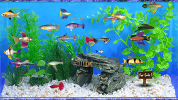 Fish Tycoon Play Fish Tycoon PrimaryGames