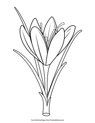 Crocus Coloring Page