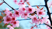 Cherry Blossoms Jigsaw Puzzle