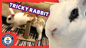 Adorable Bunny Sets Trick Record