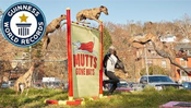 Highest Jump by a Dog & Skipping Dog
