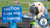 How to Train a Guide Dog