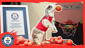 Most Basketball Slam Dunks in One Minute by a Rabbit
