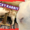 Adorable Bunny Sets Trick Record