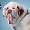 Dog with the Longest Tongue