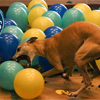 Fastest Time to Pop 100 Balloons By a Dog