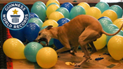 Fastest Time to Pop 100 Balloons By a Dog