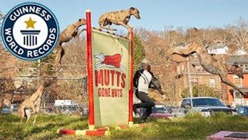 Highest Jump by a Dog & Skipping Dog