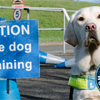How to Train a Guide Dog