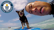 Longest Wave Surfed by a Dog
