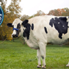 Meet Blosom the Tallest Cow Ever