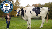 Meet Blosom the Tallest Cow Ever