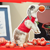 Most Basketball Slam Dunks in One Minute by a Rabbit