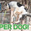 Most Tricks Performed by a Dog in One Minute