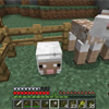 Cow and Sheep Farming